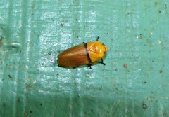 Monecphora cingulata