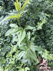 Jasminum mesnyi