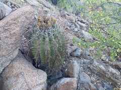 Ferocactus peninsulae