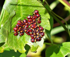 Tynacantha marginata