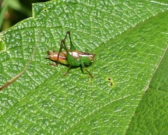 Conocephalus saltator