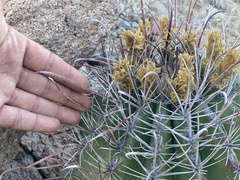 Ferocactus peninsulae