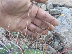 Ferocactus peninsulae