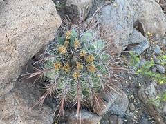 Ferocactus peninsulae