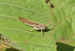 Schistocerca flavofasciata