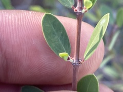 Euphorbia magdalenae