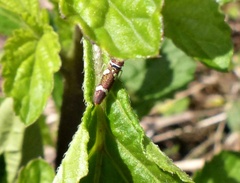 Macugonalia leucomelas