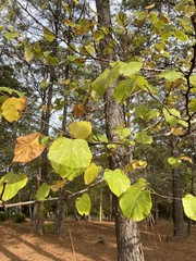Cercis canadensis