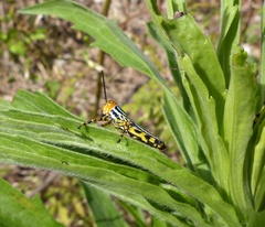 Zoniopoda tarsata