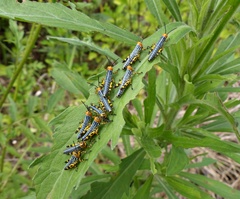 Zoniopoda tarsata