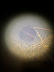Melanotaeniidae