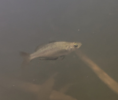 Melanotaeniidae