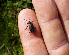 Lagria villosa
