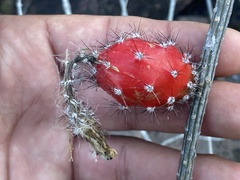 Peniocereus striatus