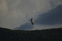 Neophron percnopterus