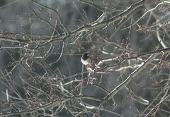 Junco hyemalis oreganus