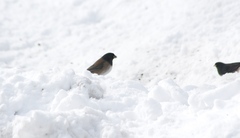 Junco hyemalis oreganus