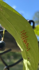 Disonycha quinquelineata