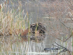 Ondatra zibethicus
