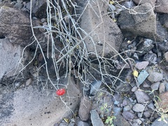 Peniocereus striatus