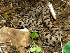 Vipera aspis