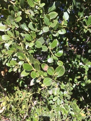 Rhamnus alaternus