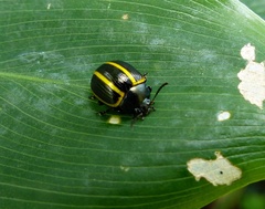 Desmogramma