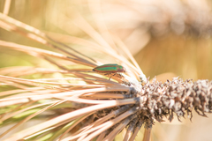 Buprestis aurulenta