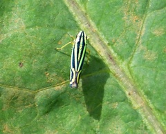 Sibovia sagata