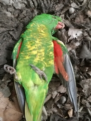 Trichoglossus chlorolepidotus