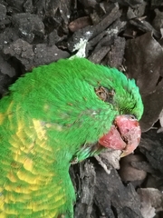 Trichoglossus chlorolepidotus