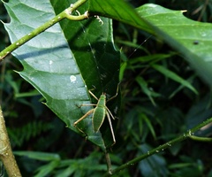 Xenicola
