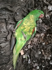 Trichoglossus chlorolepidotus