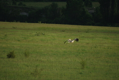 Neophron percnopterus