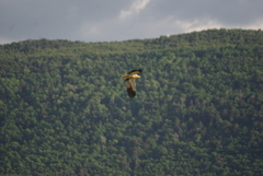 Neophron percnopterus