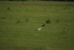 Neophron percnopterus