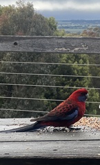 Platycercus elegans elegans