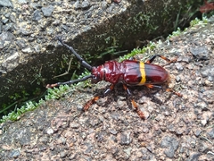 Trachyderes elegans