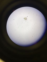 Copepoda