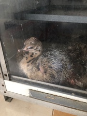 Coturnix