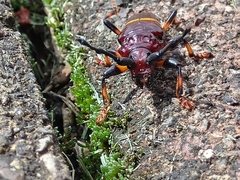 Trachyderes elegans