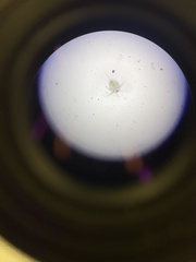Copepoda