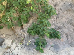 Ficus petiolaris palmeri