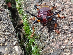 Trachyderes elegans