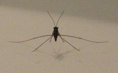 Limnoporus canaliculatus