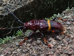 Trachyderes elegans