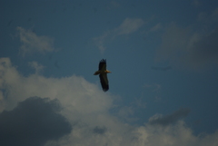 Neophron percnopterus