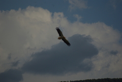 Neophron percnopterus