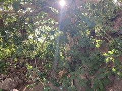 Ficus petiolaris palmeri