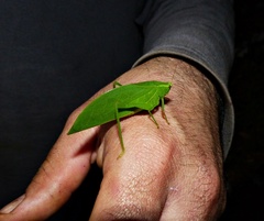 Phylloptera